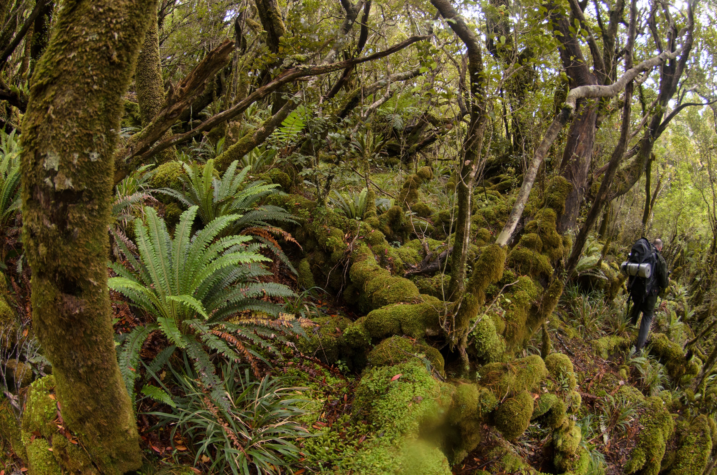 DSC_3085 – Adventure, Crispin, Island, March 2017, National Park, New, New Zealand, Rakiura, South, Stewart, Zealand